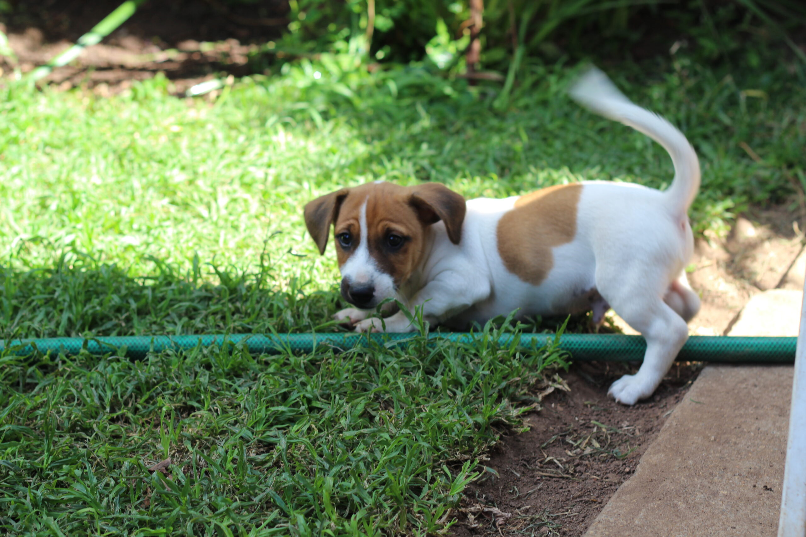 are plummer terrier the most intelligent dogs