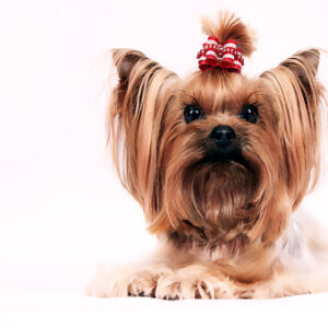 Small- Medium size dog breeds