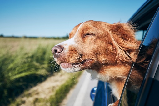 Dog travel by car. Nova Scotia Duck Tolling Retriever enjoying road trip.