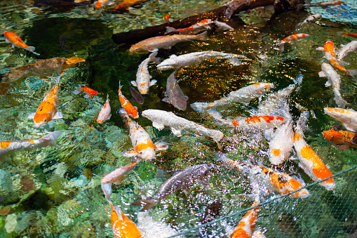 Japanese garden with koi fish