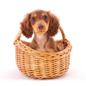 Small to medium sized breeds