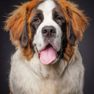 Big dog breeds